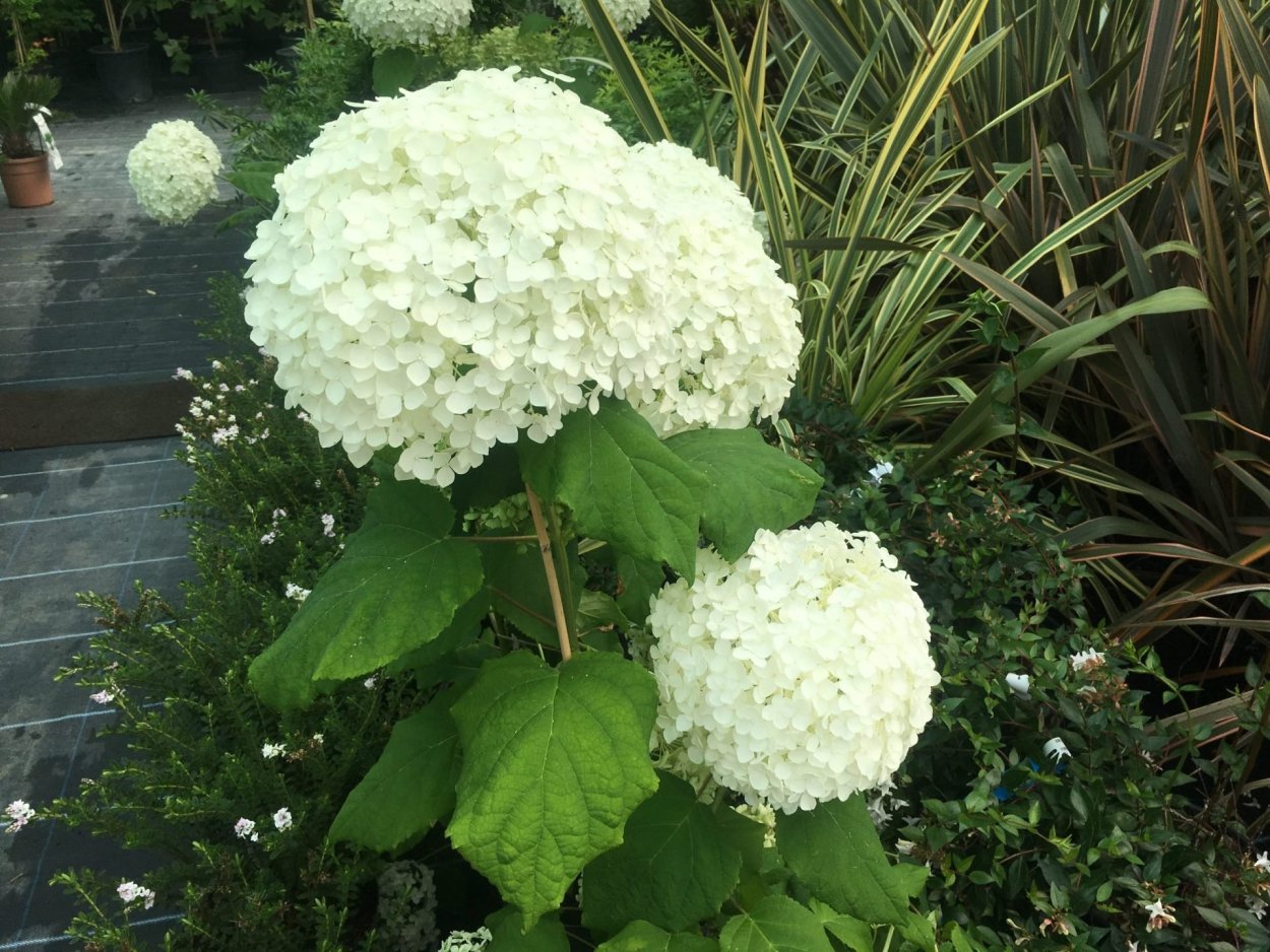 Гортензия древовидная Анабель