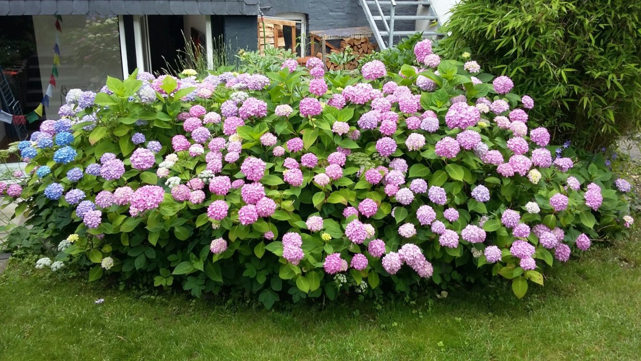 Гортензия Анабель метельчатая