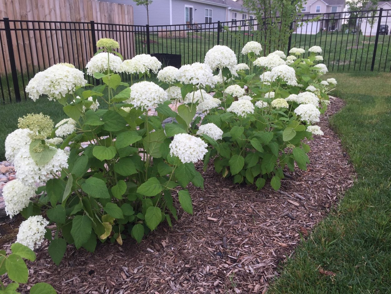 Гортензия Анабель осенью