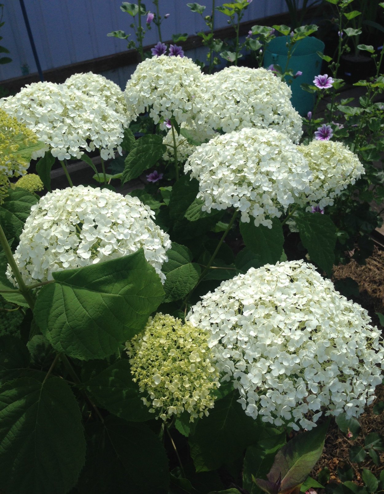 Гортензия древовидная Анабель