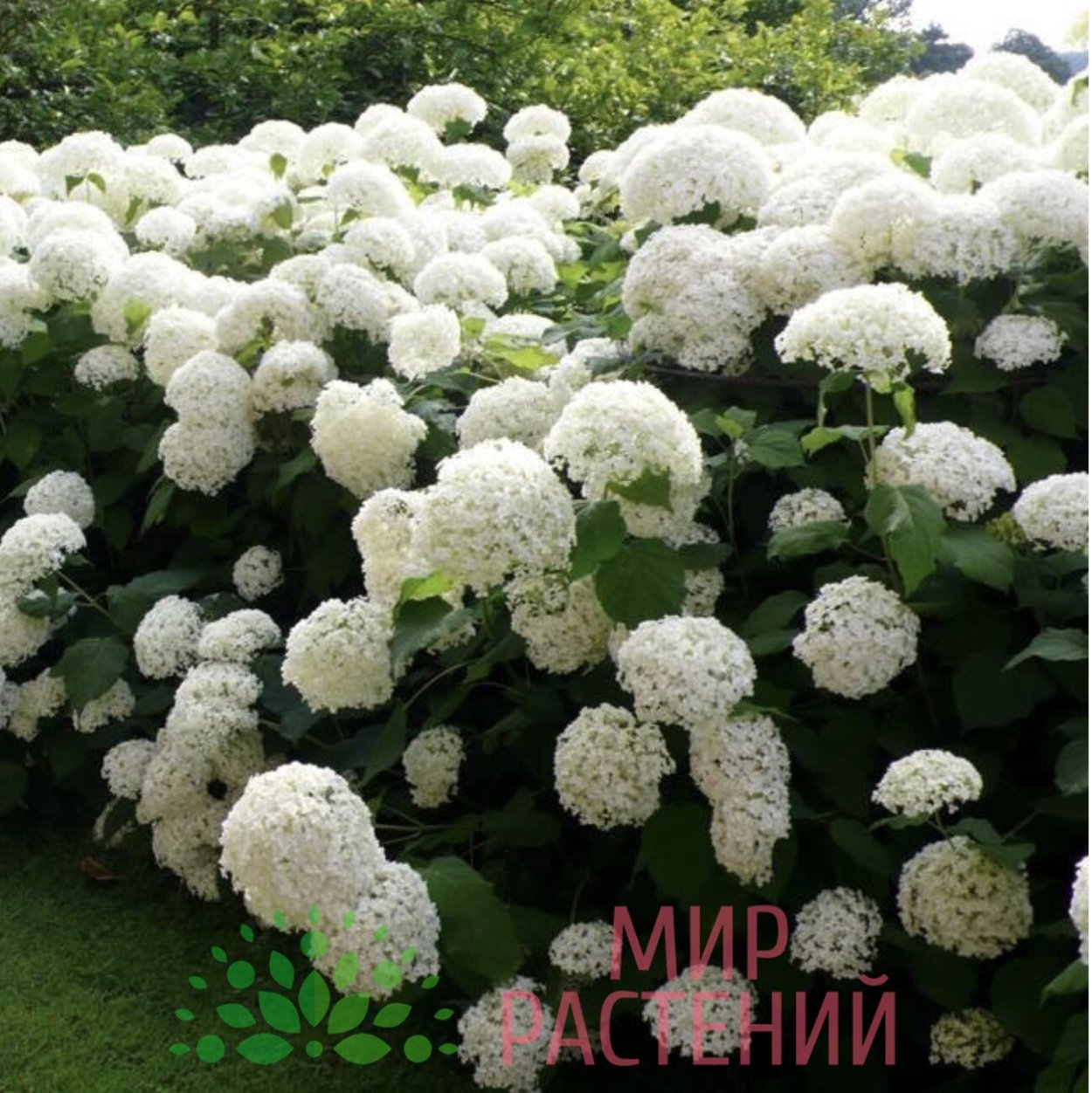 Гортензия древовидная Аннабель (Annabelle)