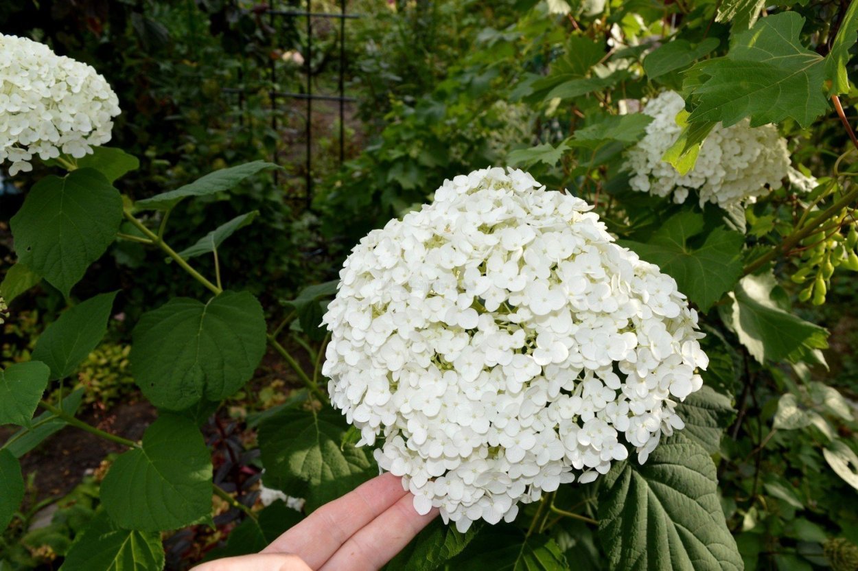 Гортензия древовидная Annabelle