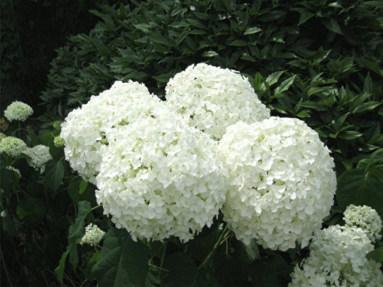 Гортензия метельчатая Стронг Аннабель