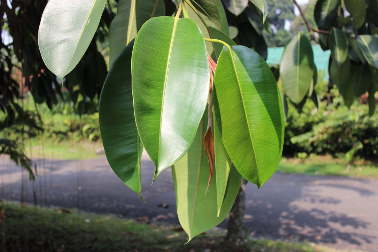 Фикус altissima