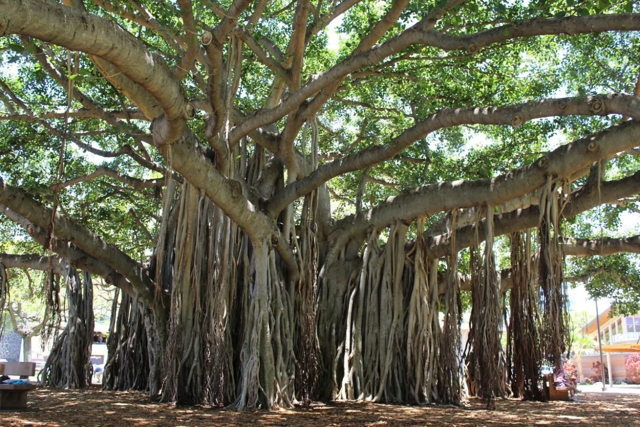 Фикус Бенджамина листья