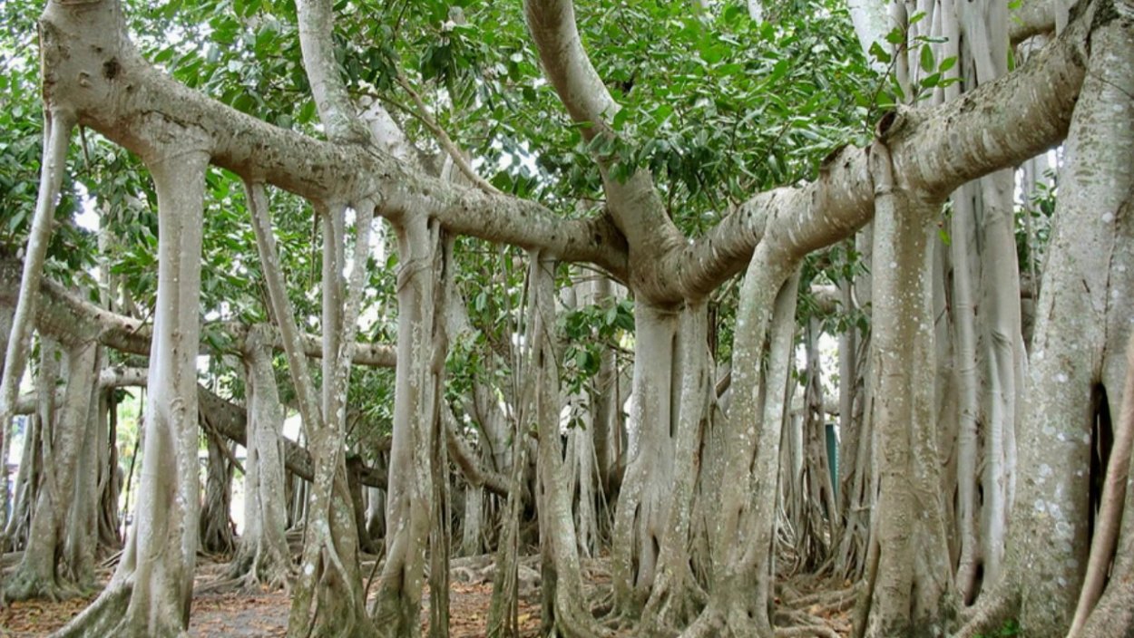 Баньян дерево
