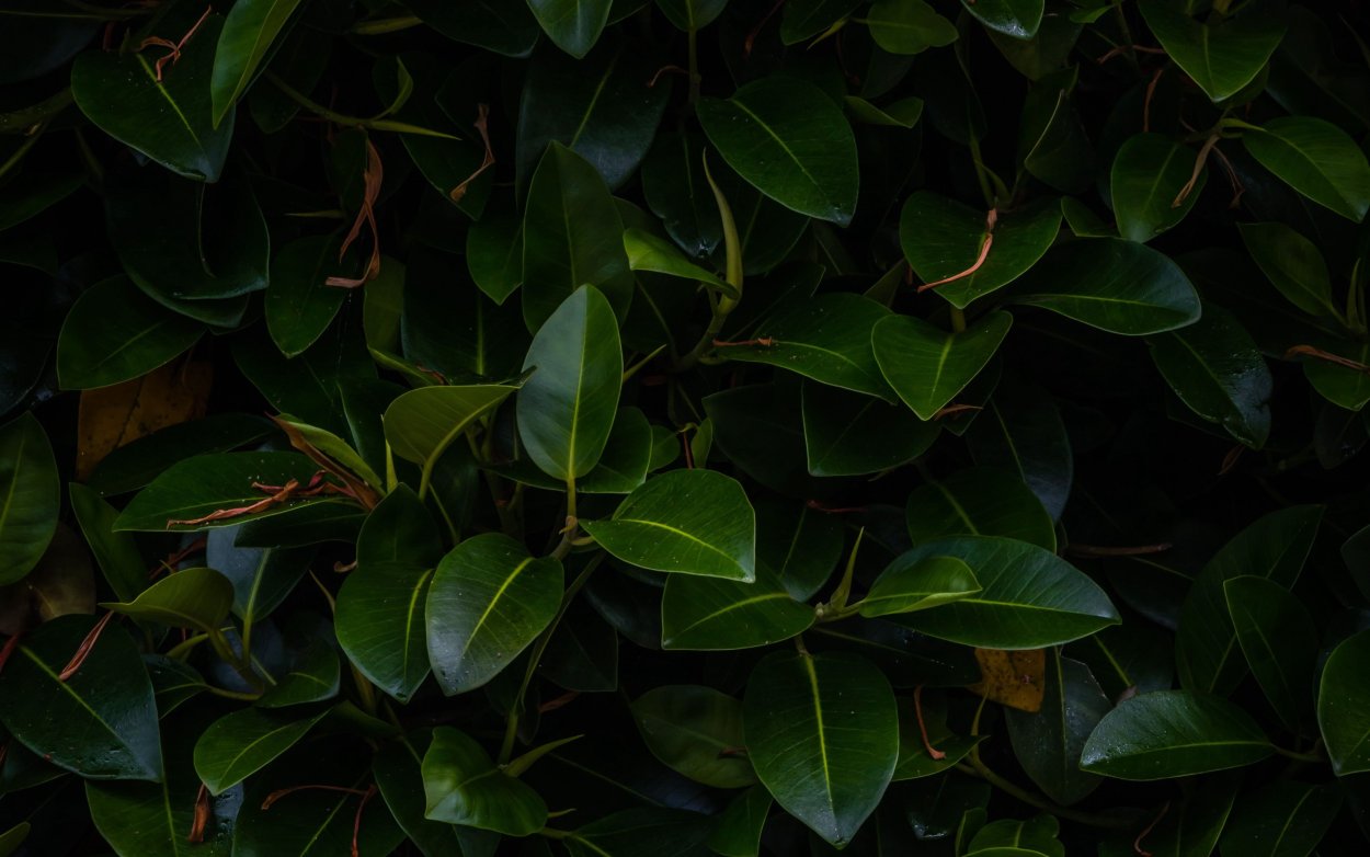 Фикус Бенджамина пестрый