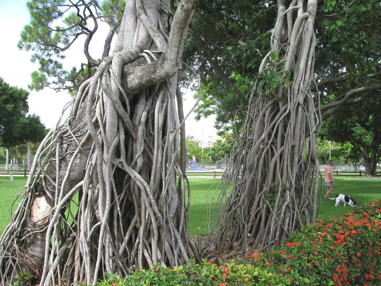 Фикус religiosa