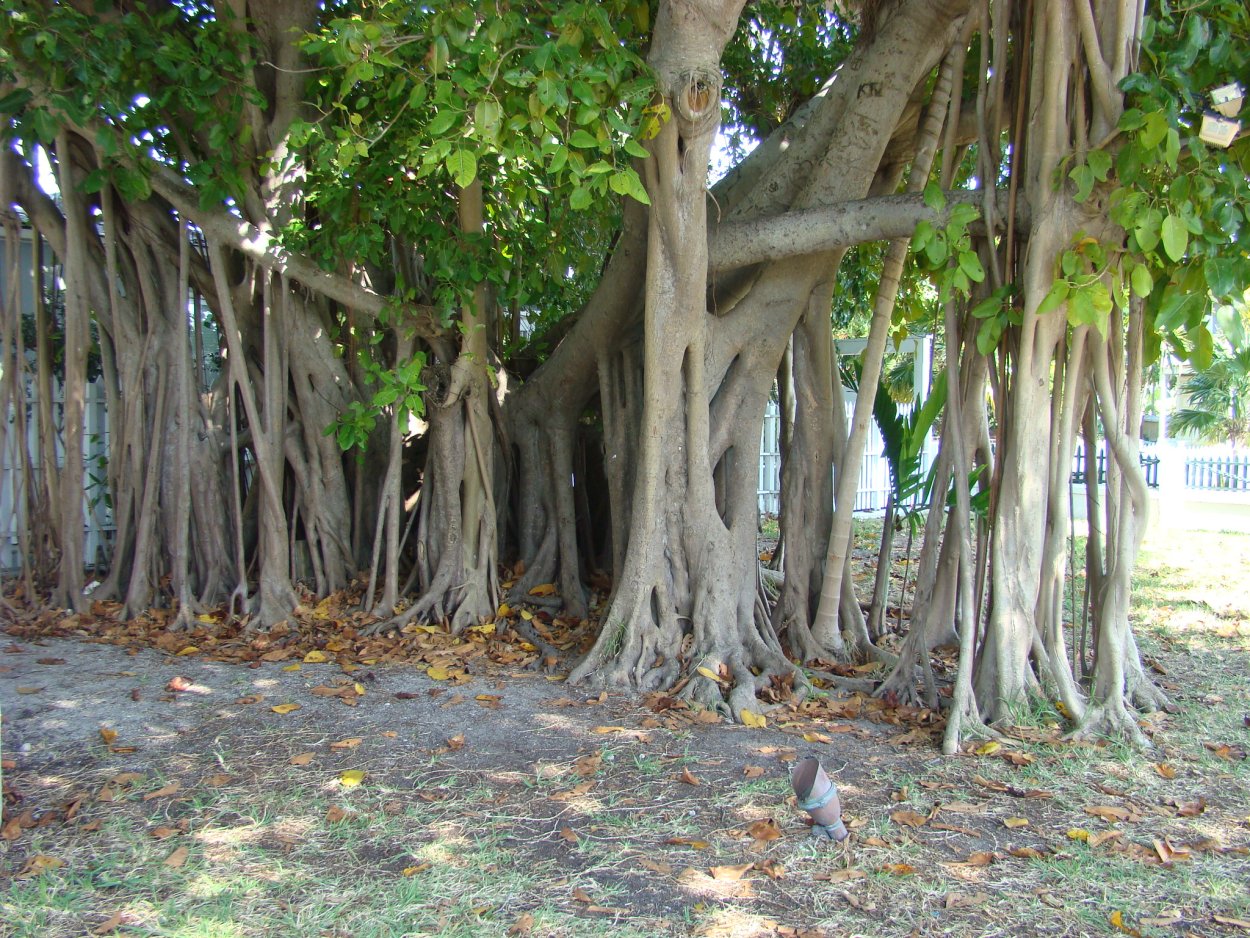 Дикий Африканский фикус