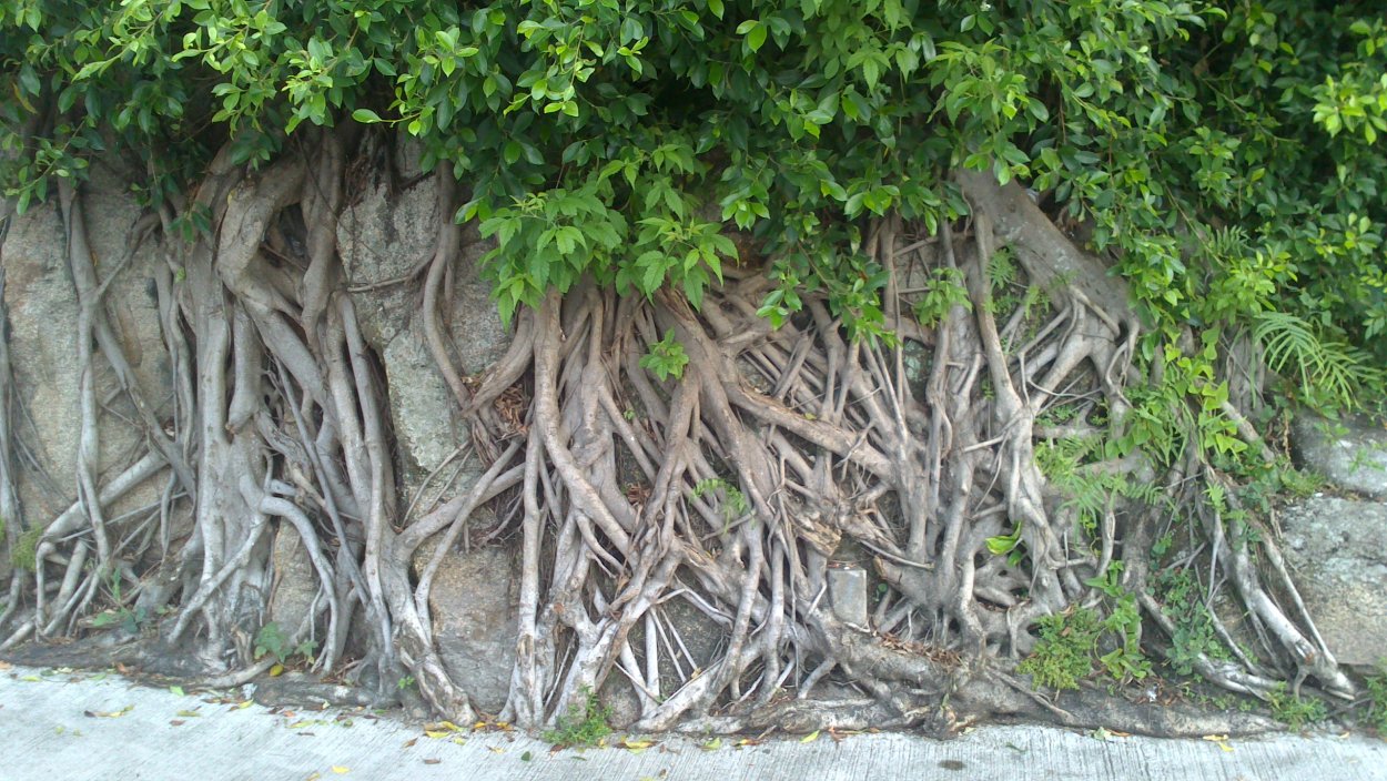 Фикус-Баньян в дикой природе