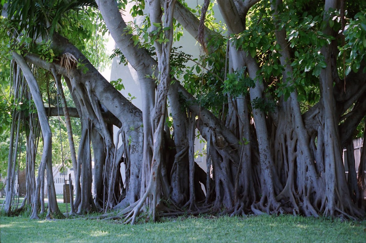 Moreton Bay Fig Tree