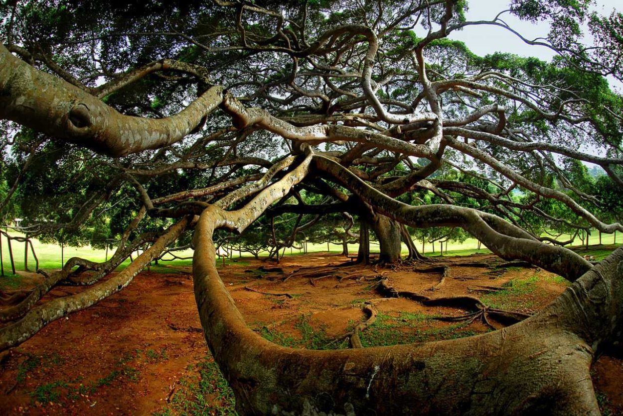 Фикус бенгальский Великий Баньян