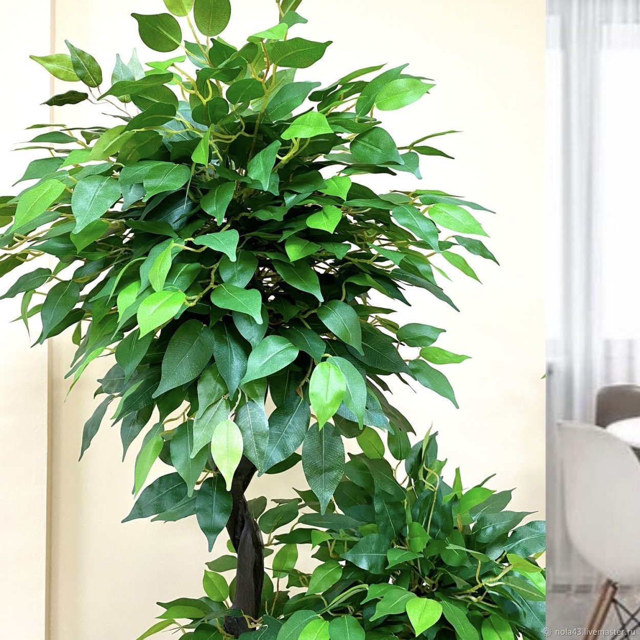 Фикус Бенджамина дерево