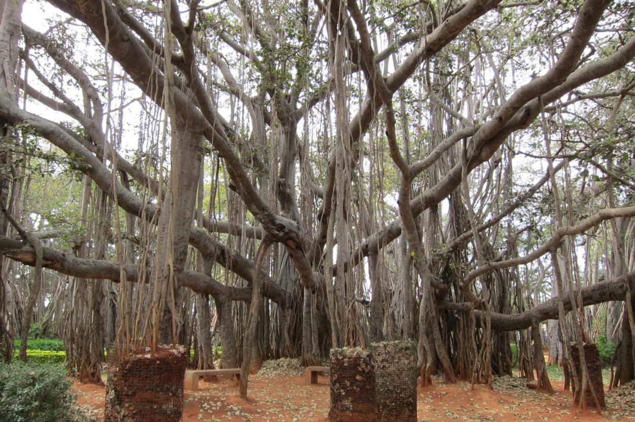 Фикус душитель Баньян