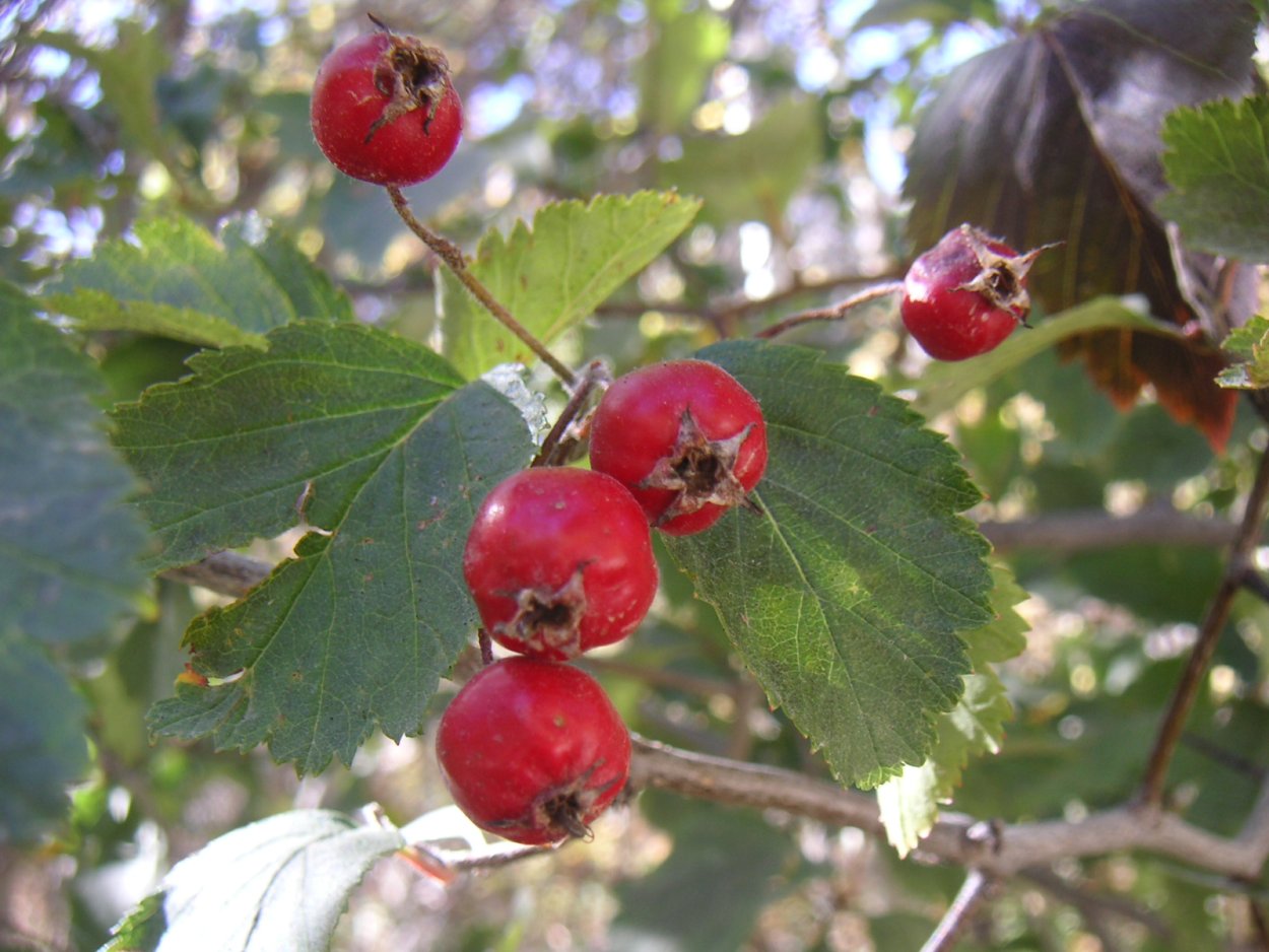 Crataegus mollis