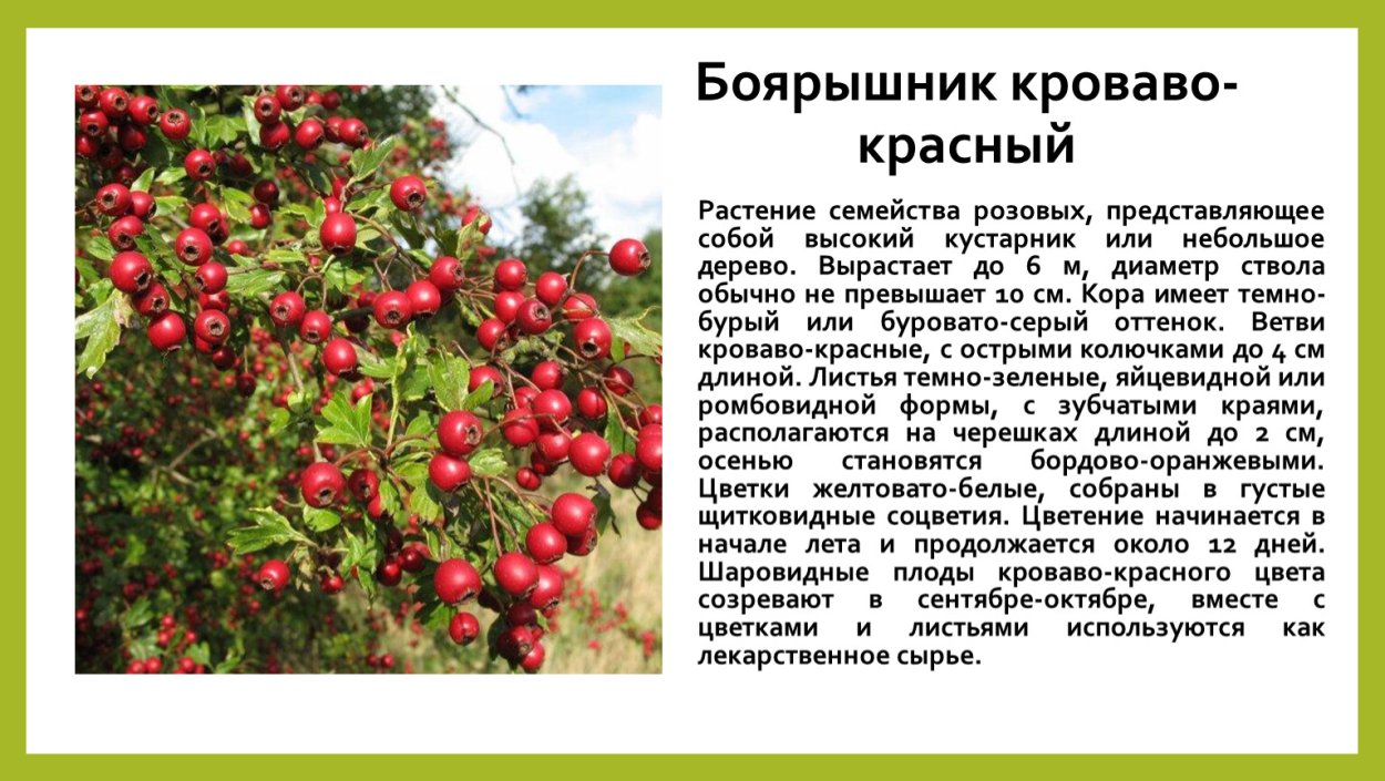 Красная колючая ягода