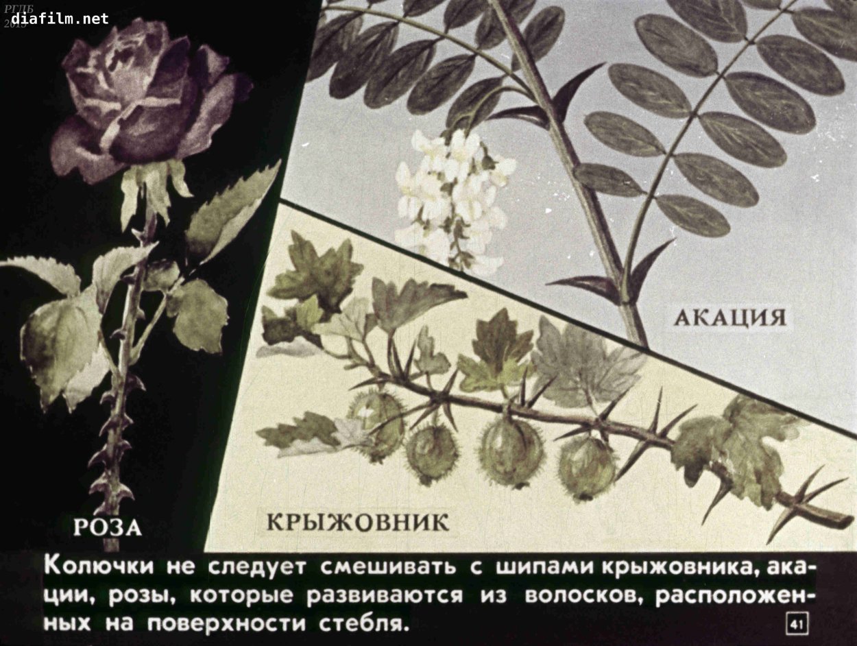 Акация колючая Acacia victoriae