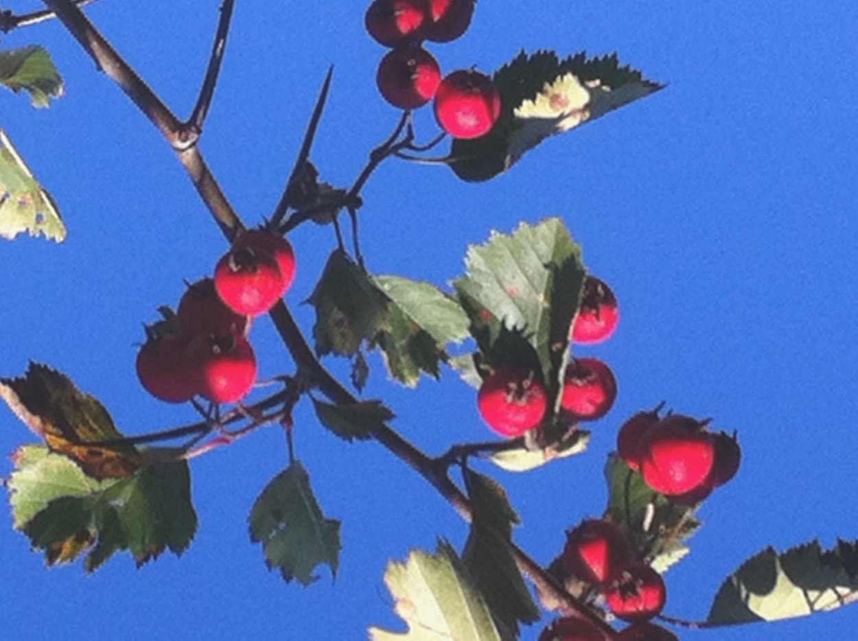 Колючки куста шиповника