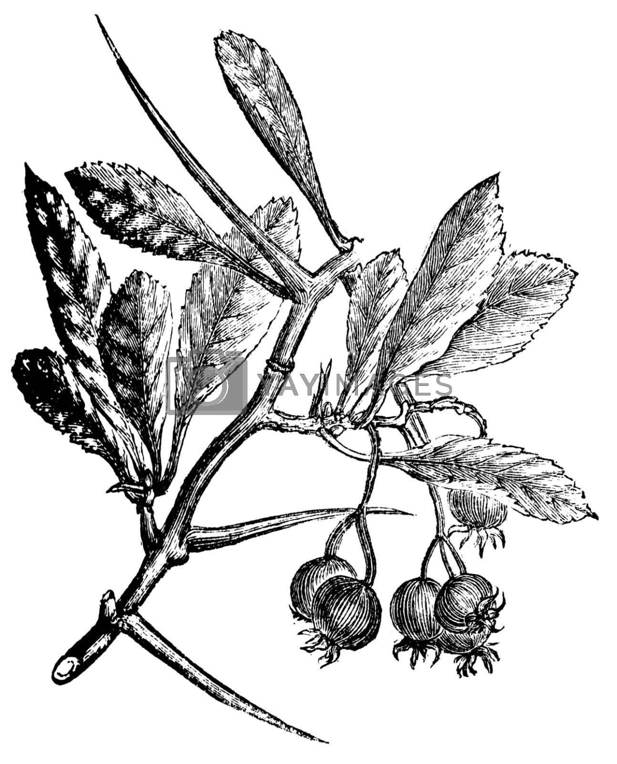 Куст с шипами на ветках