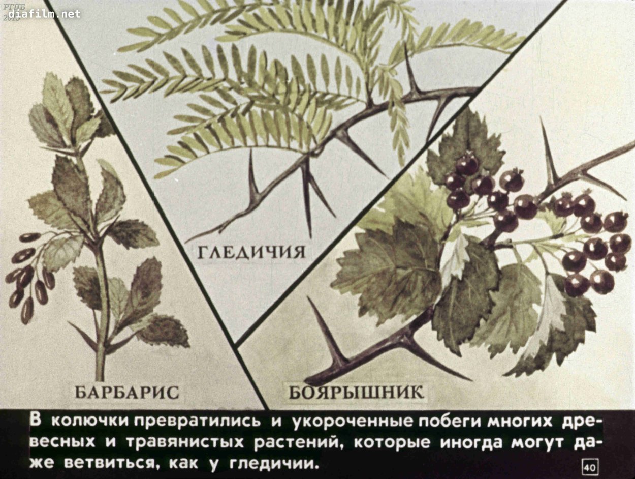 Плодовое дерево с шипами