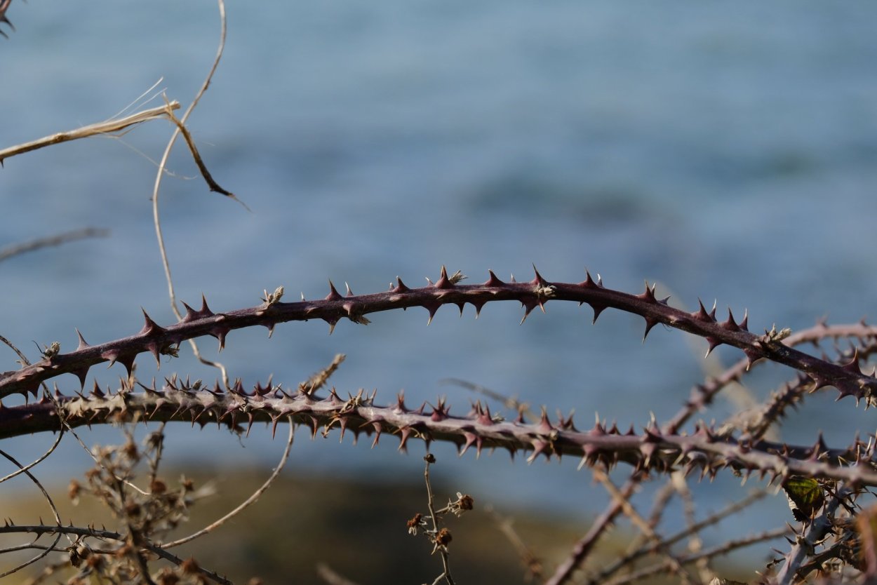 Thorny Bush