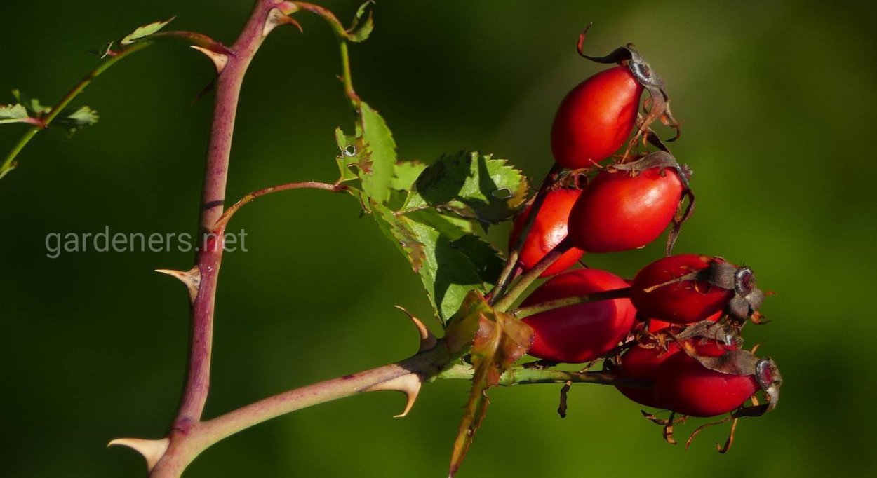Боярышник с шипами на ветках