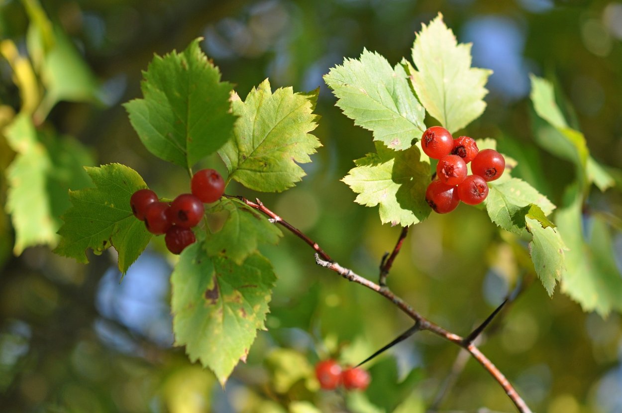 Колючки боярышника