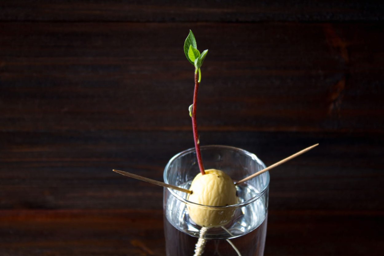 Авокадо в стакане с водой