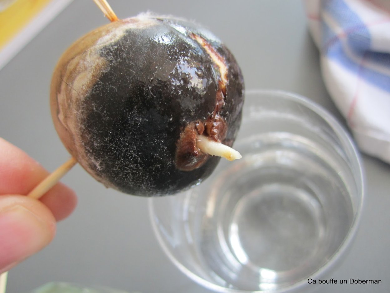 Авокадо Хасс косточка