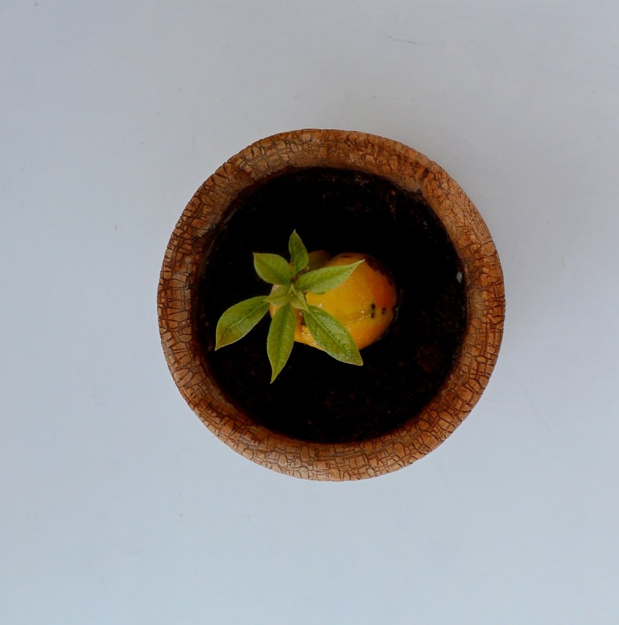 Проросток авокадо