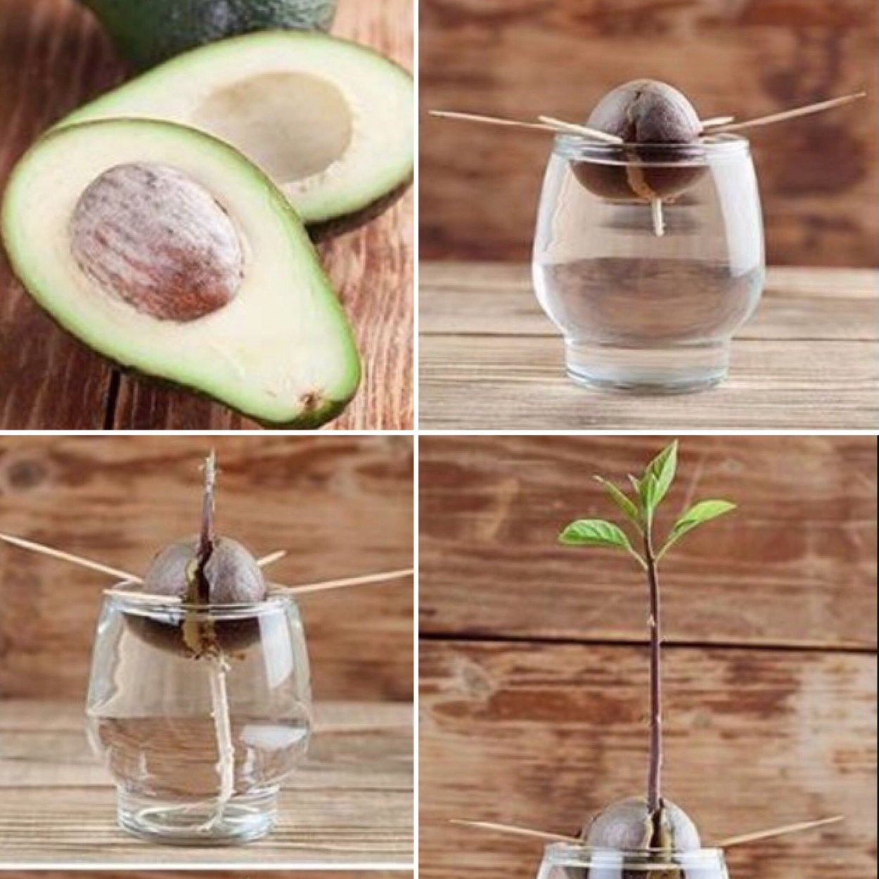 Проращивание косточки авокадо