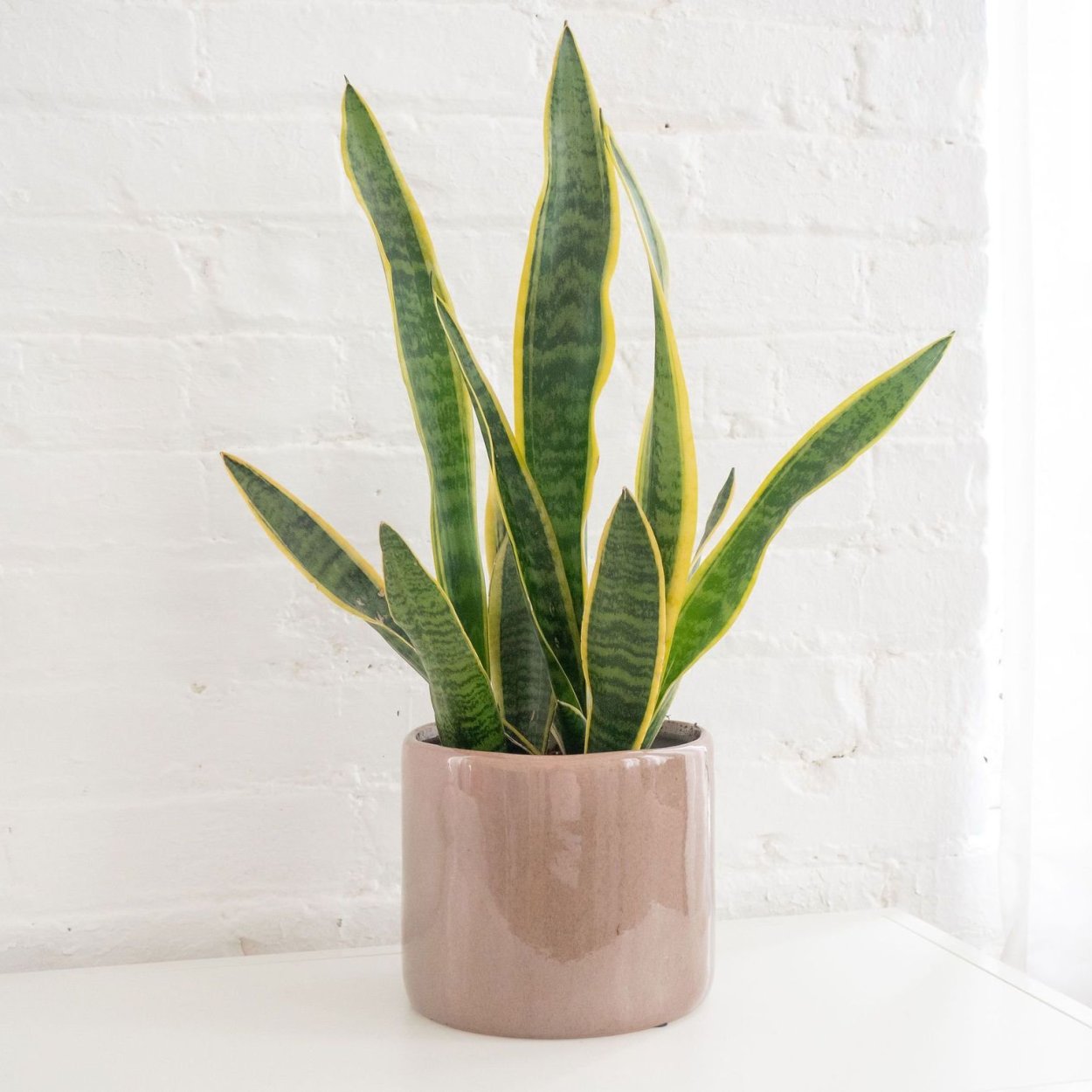 Сансевиерия трьохполосчаста (Sansevieria trifasciata).