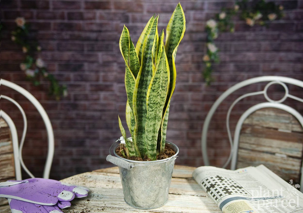 Sansevieria в природе