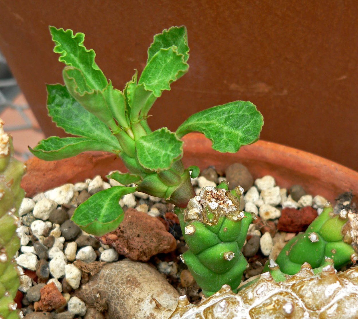 Суккулент Monadenium guentheri!
