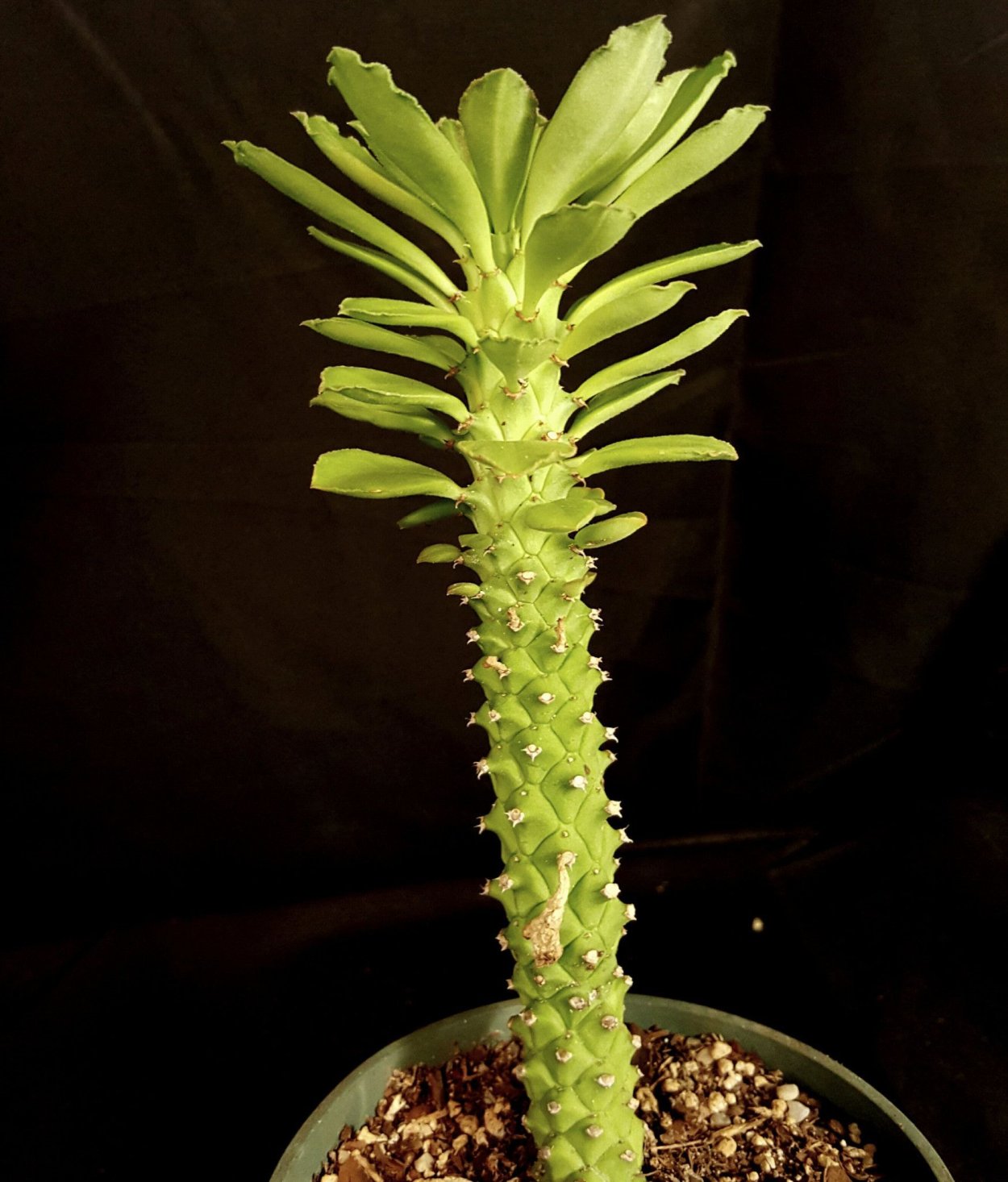 Молочай монадениум Ричи