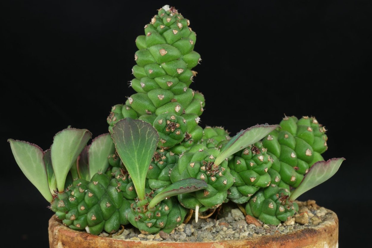 Суккулент Monadenium ritchiei