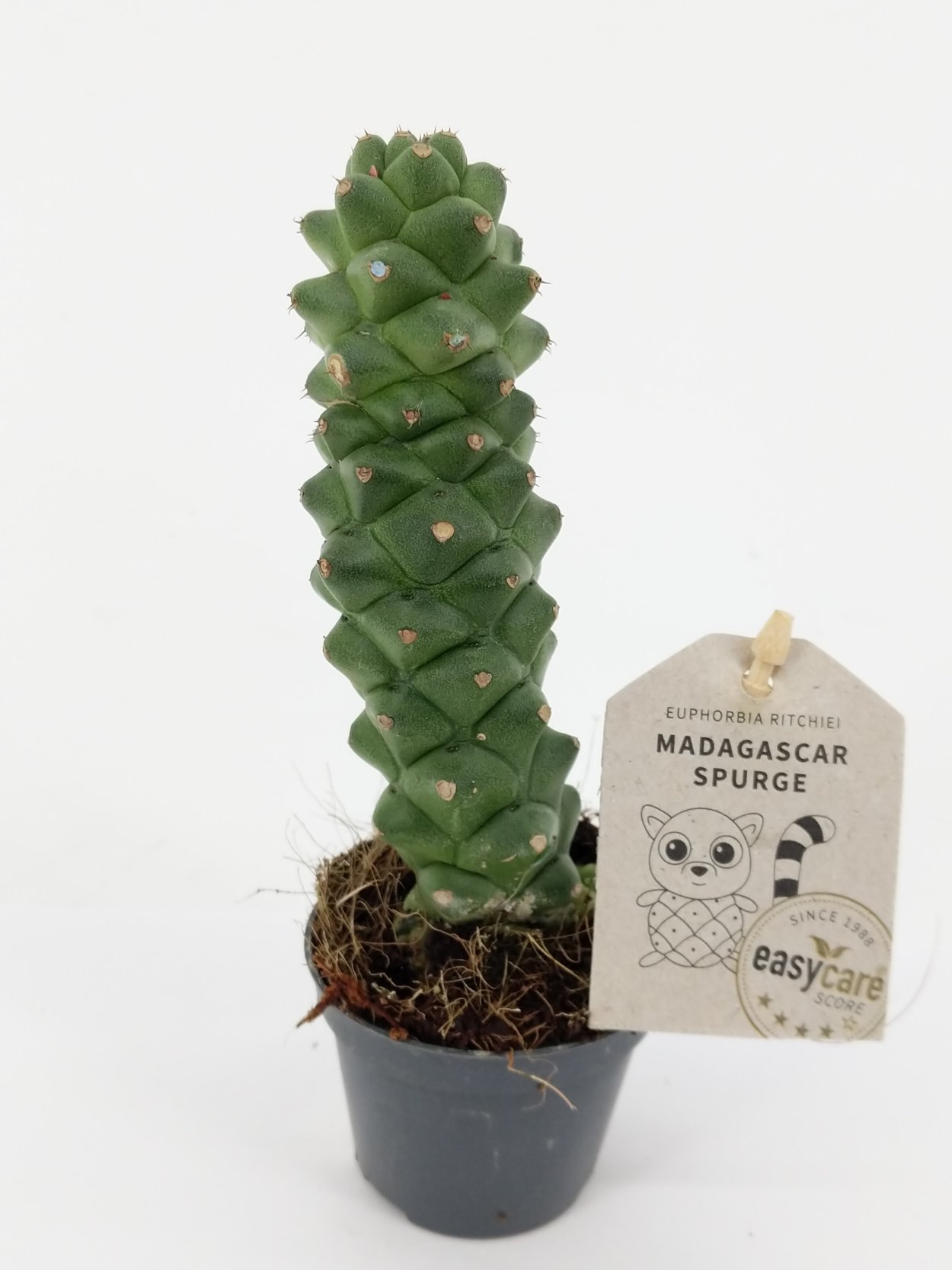 Суккулент Monadenium guentheri!