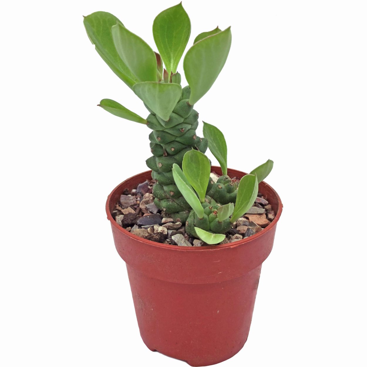 Эуфорбия монадениум Ричи