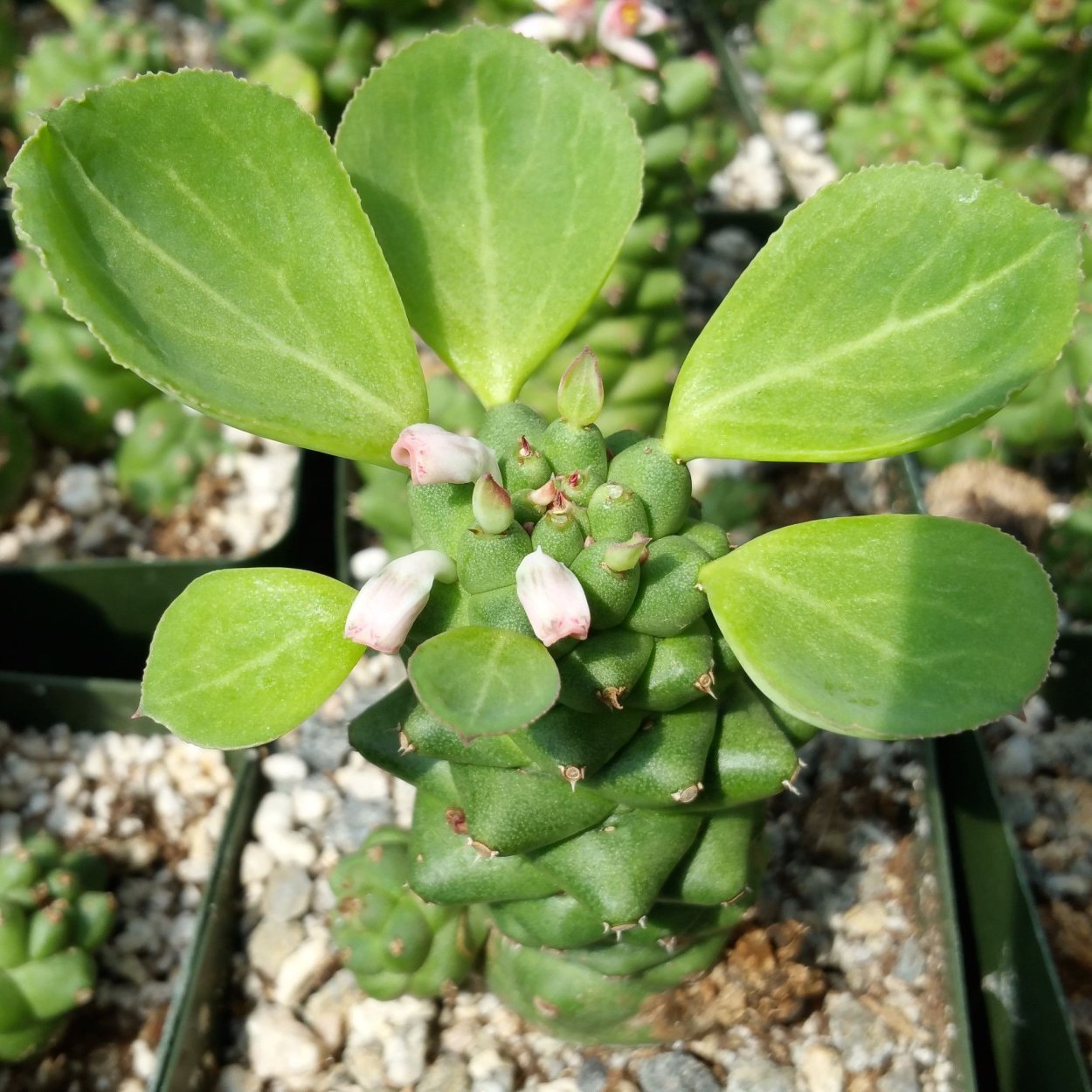 Монадениум stapelioides var