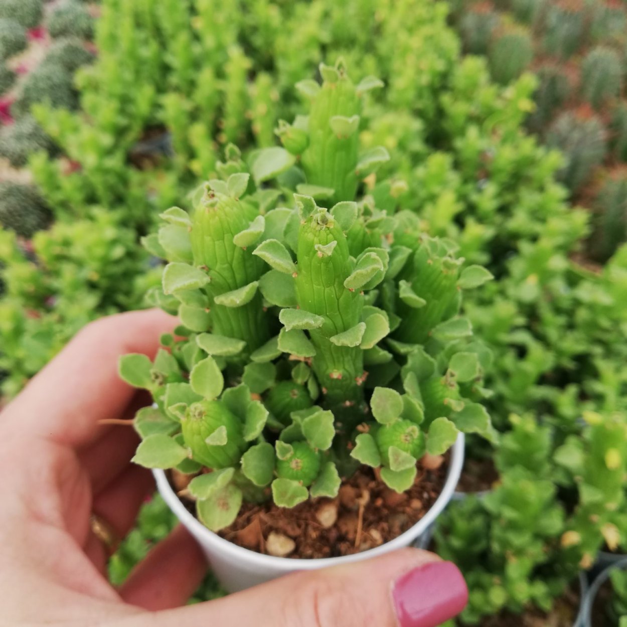 Монадениум стапелиоидес