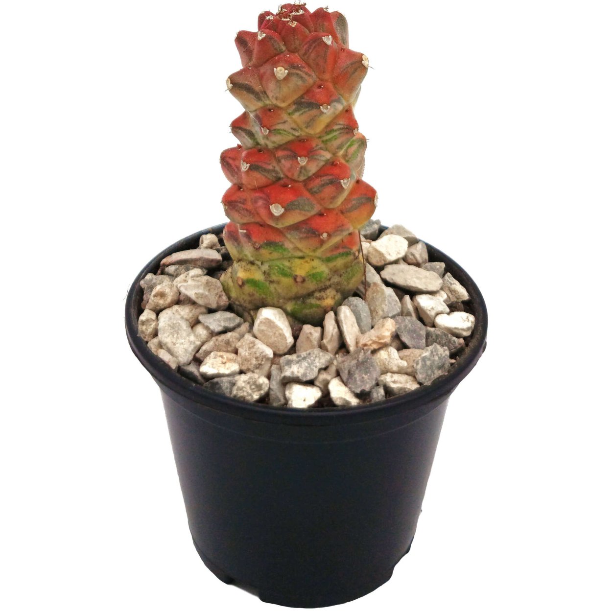 Монадениум с листьями