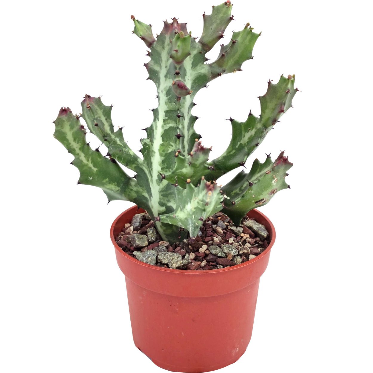 Monadenium ellenbeckii