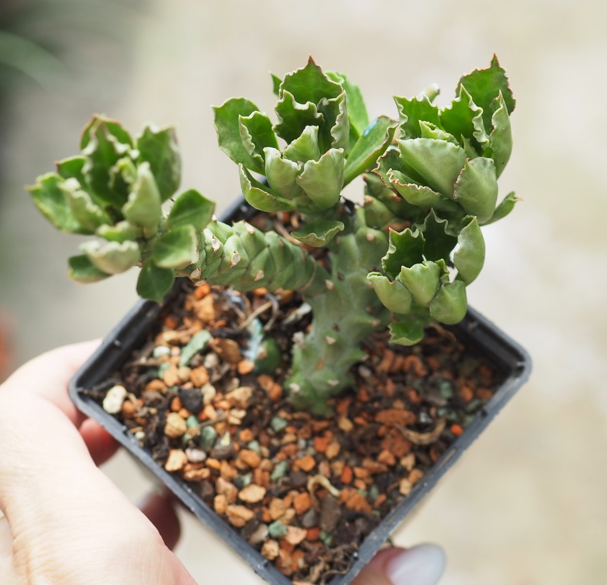 Монадениум стапелиоидес