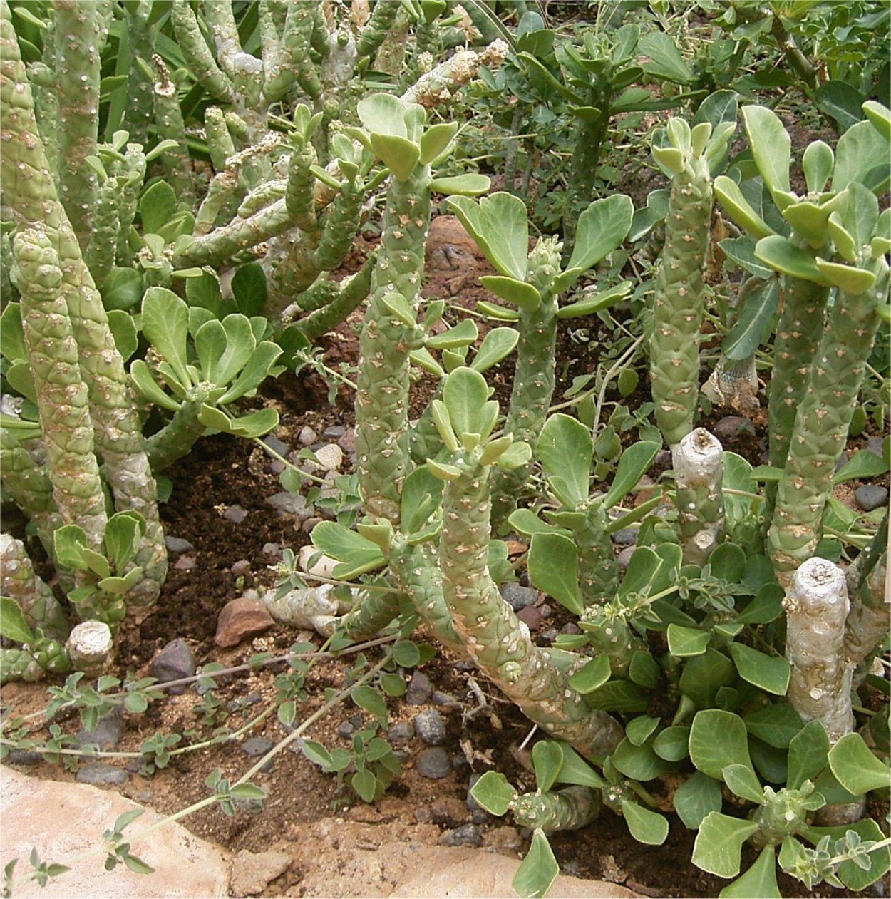 Монадениум guentheri Double (decorum)