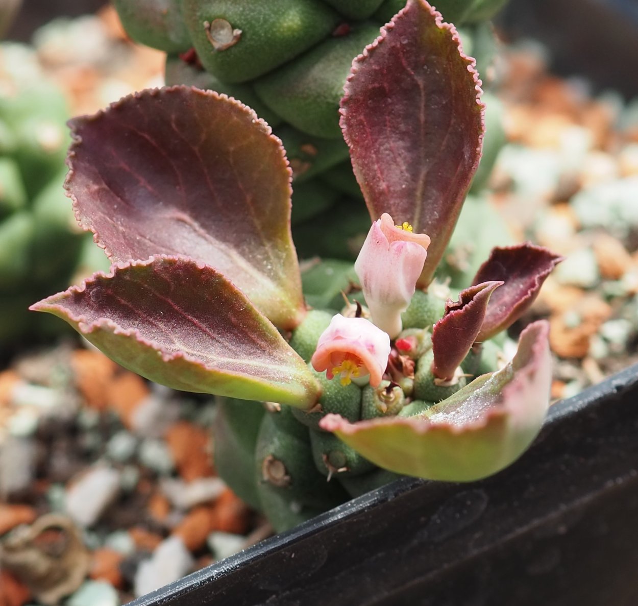 Монадениум