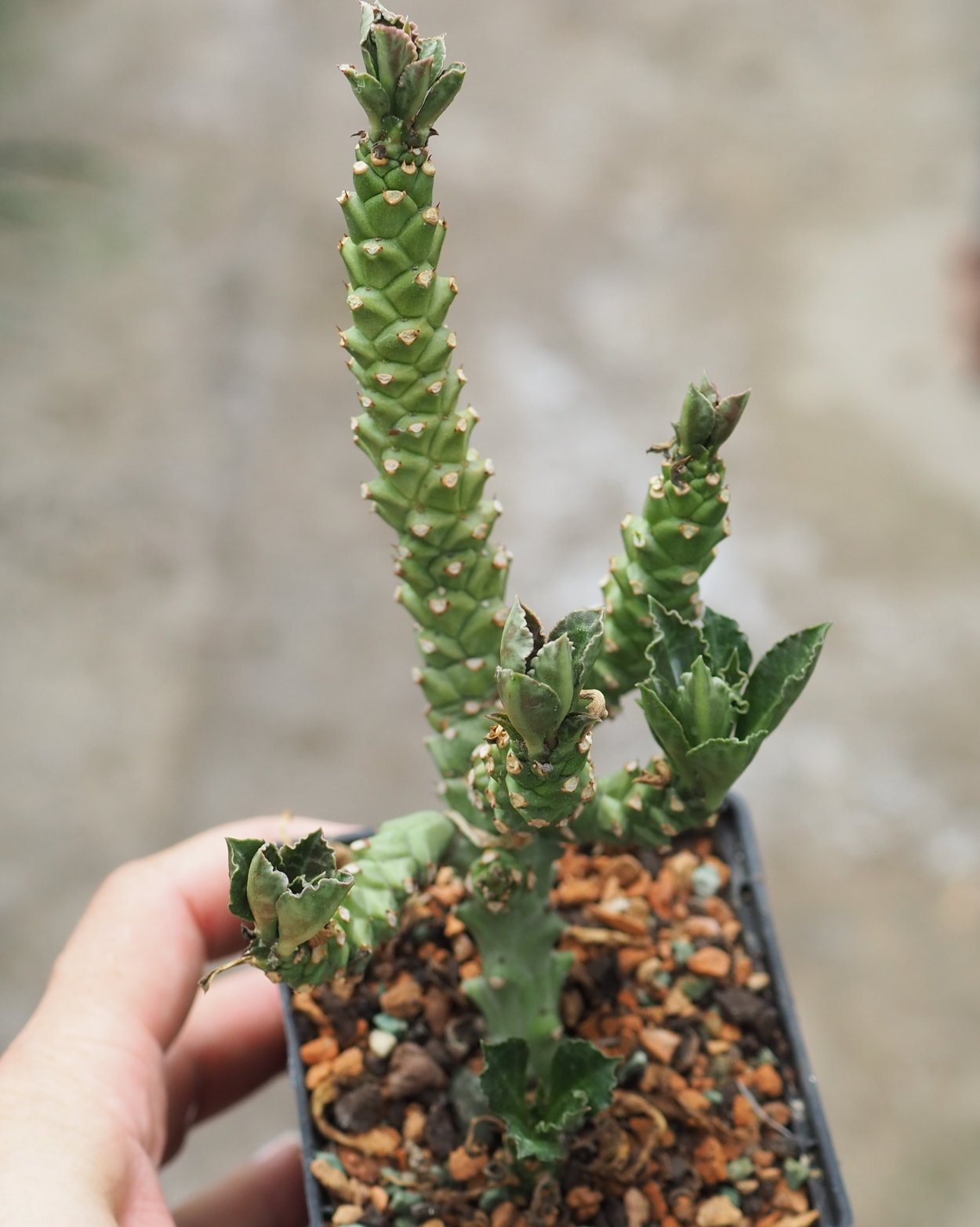 Эуфорбия монадениум Ричи