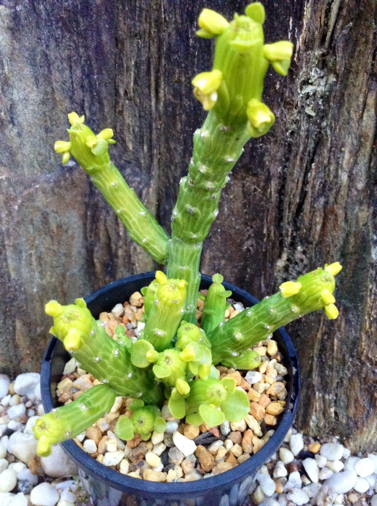 Euphorbia bongolavensis