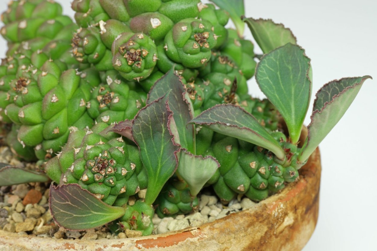 Монадениум молочай