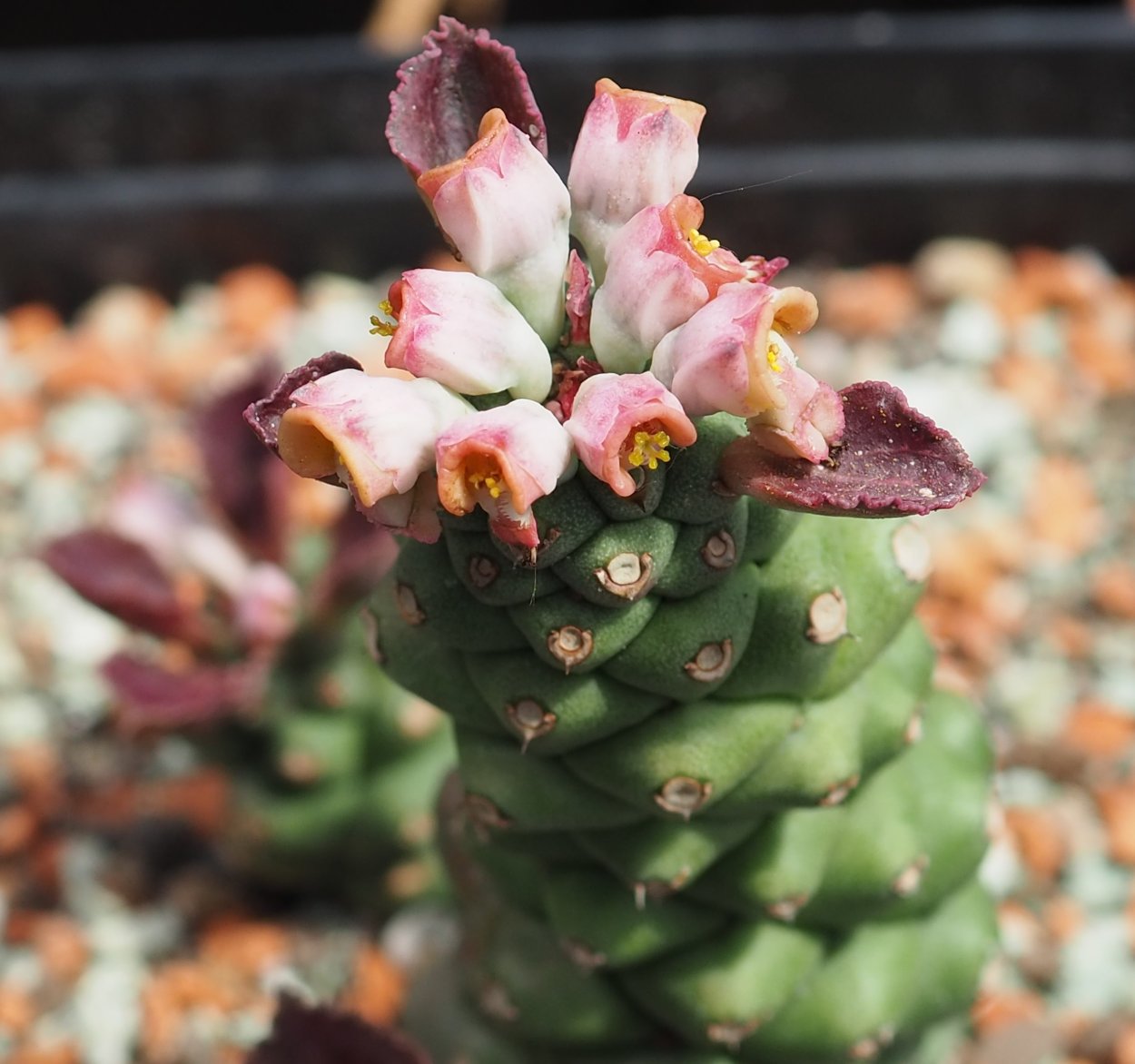 Эуфорбия монадениум Ричи комнатное