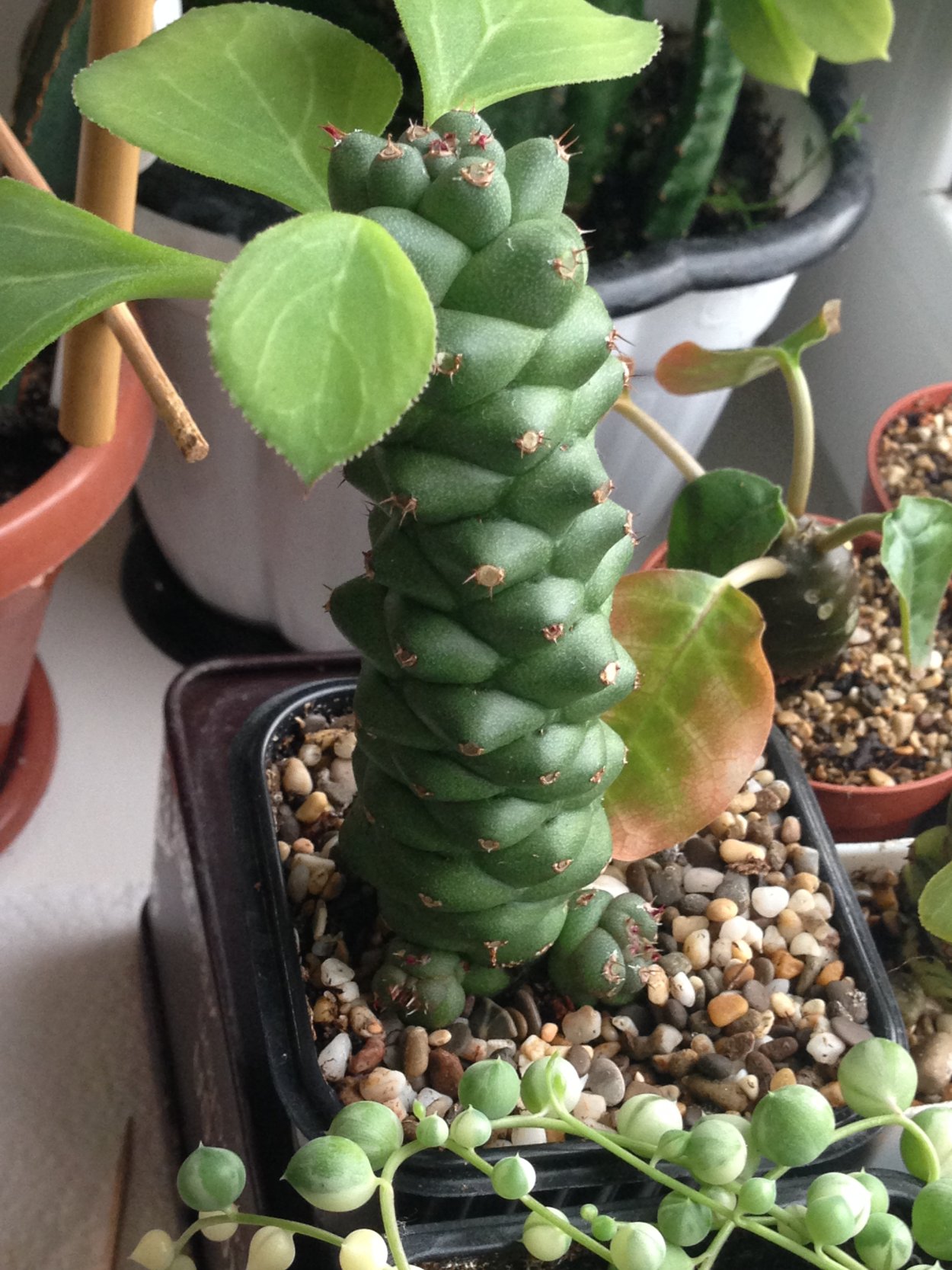 Эуфорбия монадениум Ричи